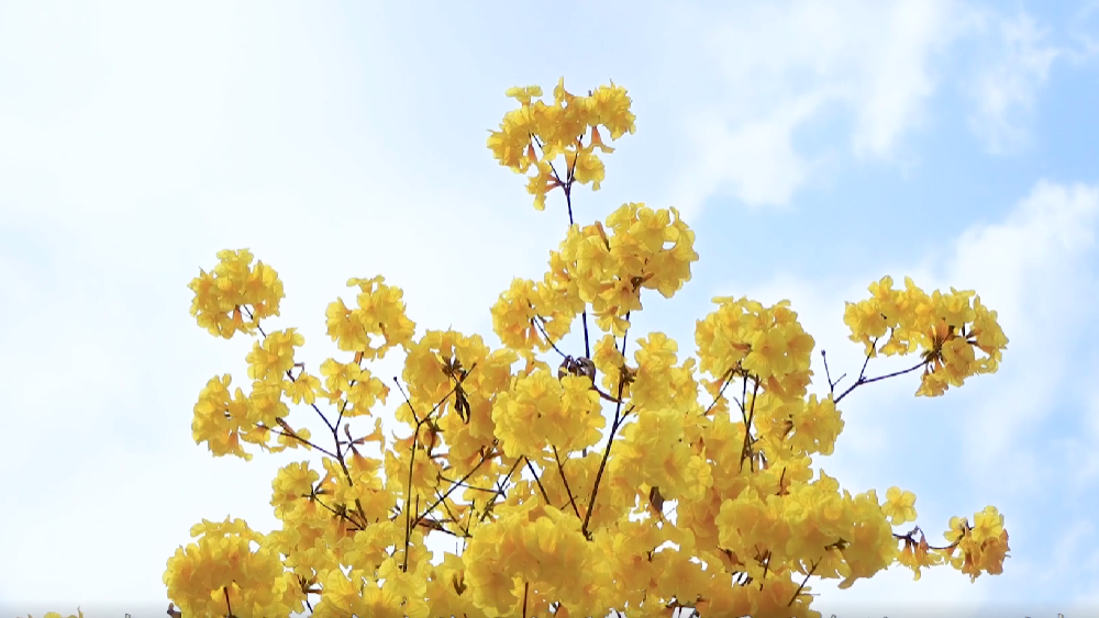 春雷，鳴響奮進(jìn)的號角